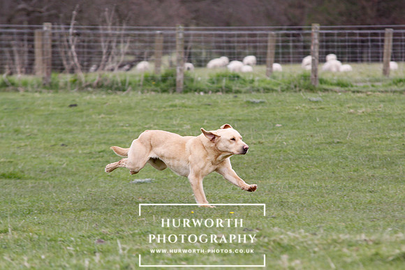 Gundog Photography 147