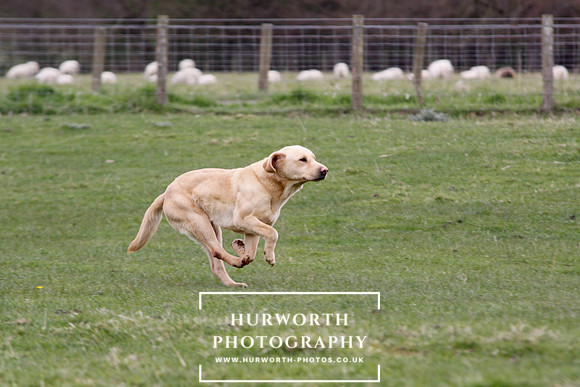 Gundog Photography 148