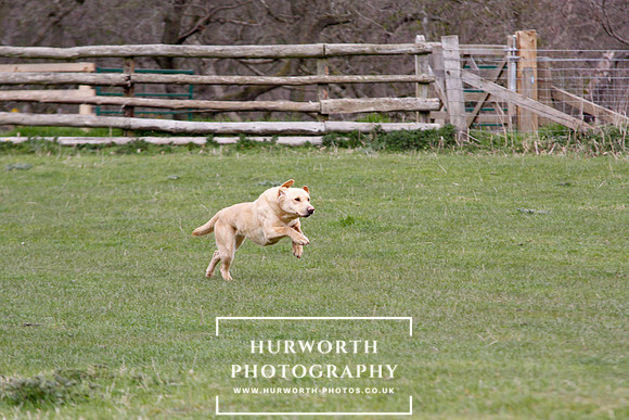 Gundog Photography 149