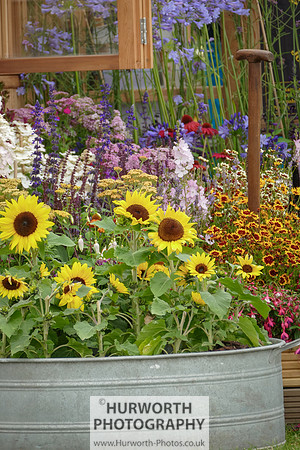 2015 RHS Tatton -81