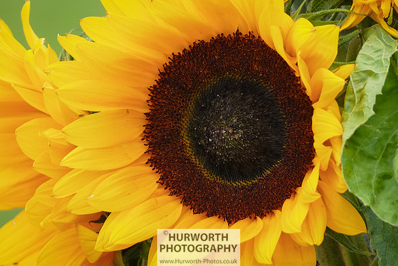 2015 RHS Tatton -83