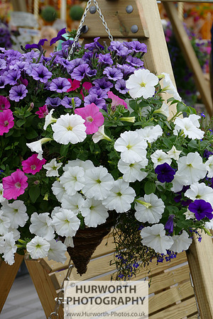 2015 RHS Tatton -84