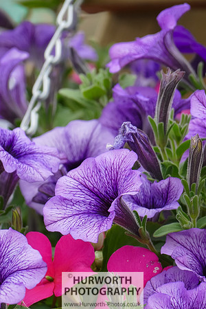 2015 RHS Tatton -86