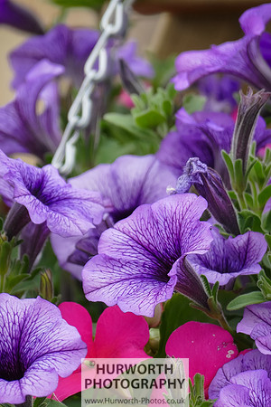 2015 RHS Tatton -87