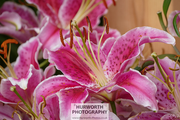 2015 RHS Tatton -90