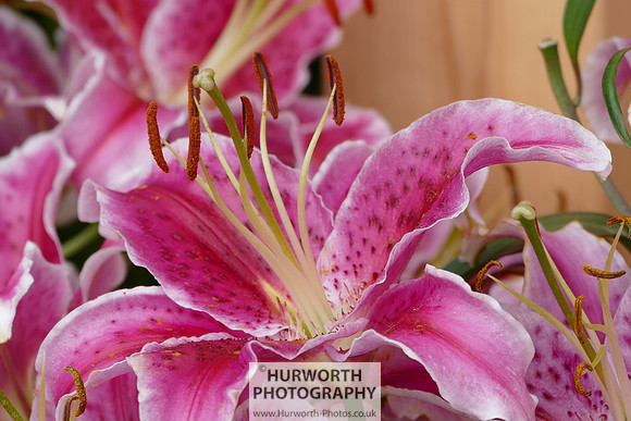 2015 RHS Tatton -91