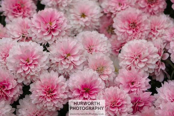 2015 RHS Tatton -92