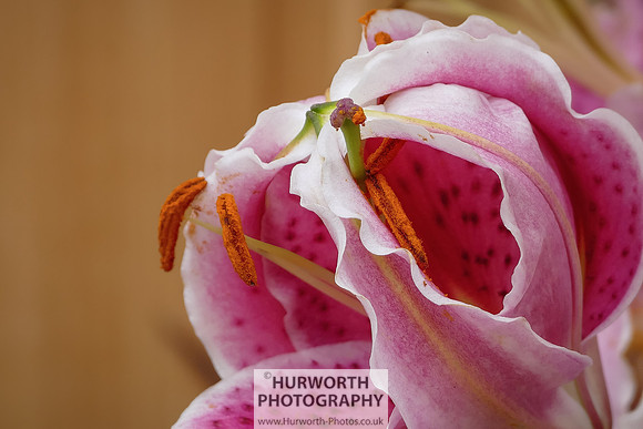 2015 RHS Tatton -93