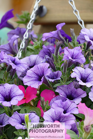 2015 RHS Tatton -85