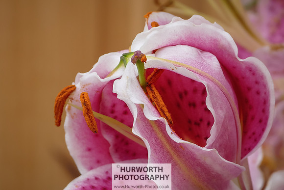 2015 RHS Tatton -94