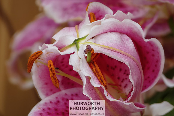 2015 RHS Tatton -95