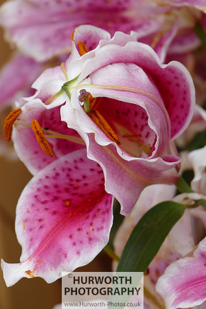 2015 RHS Tatton -96