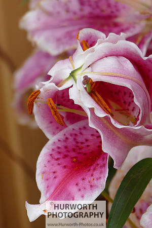 2015 RHS Tatton -97