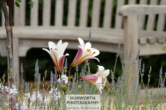 2015 RHS Tatton -102