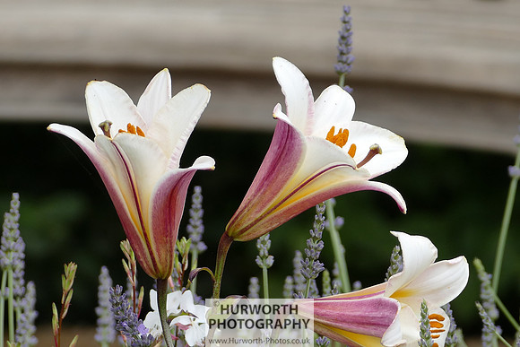 2015 RHS Tatton -103