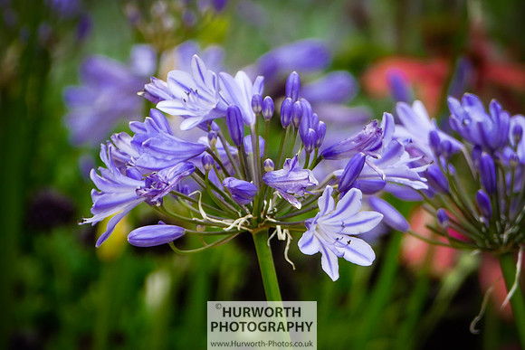 2015 RHS Tatton -105