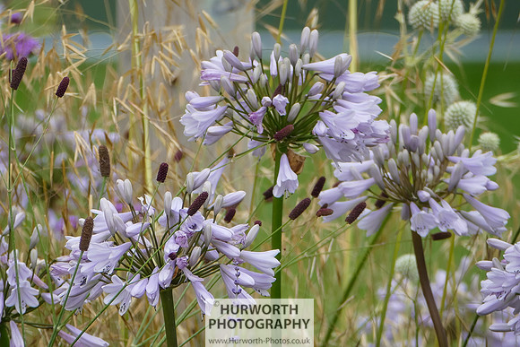 2015 RHS Tatton -106