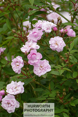 2015 RHS Tatton -107
