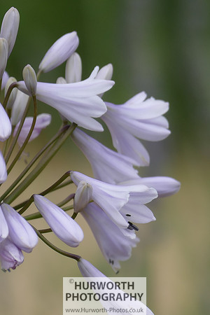 2015 RHS Tatton -108