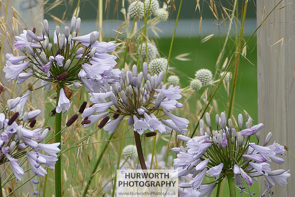 2015 RHS Tatton -109