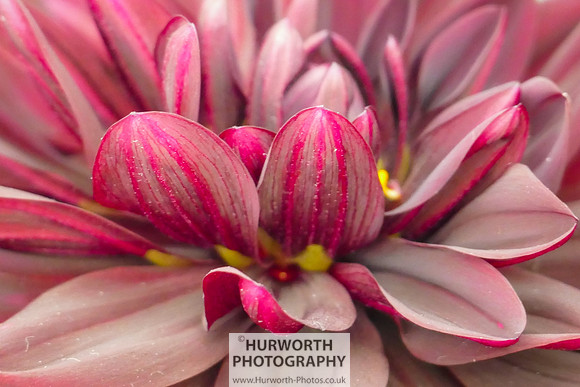 2015 RHS Tatton -110