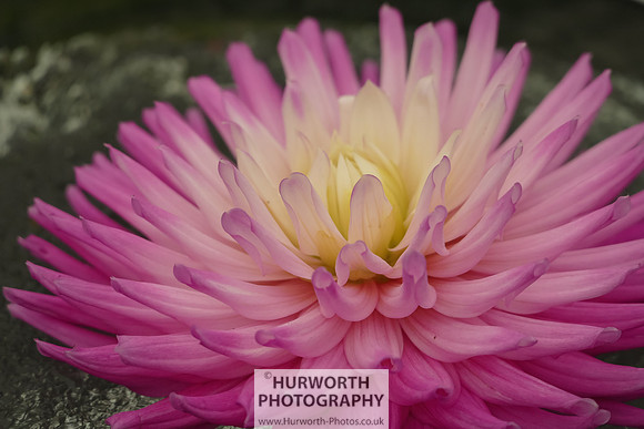 2015 RHS Tatton -111