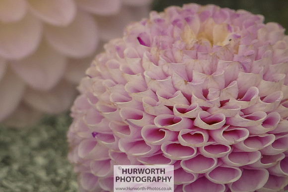 2015 RHS Tatton -112