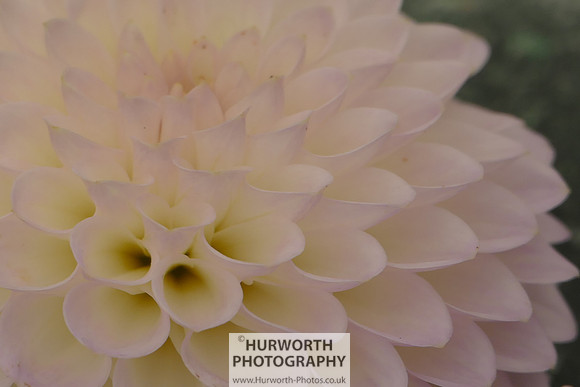 2015 RHS Tatton -113