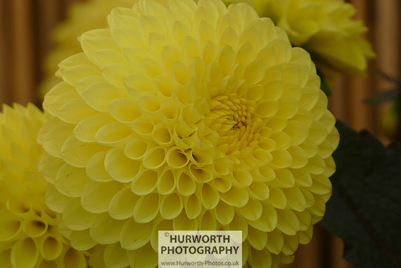 2015 RHS Tatton -114