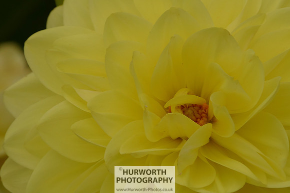 2015 RHS Tatton -115