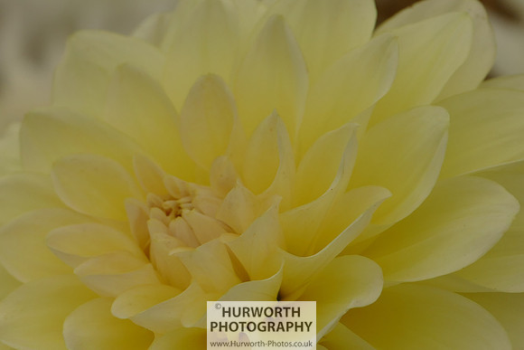 2015 RHS Tatton -116