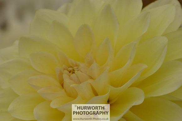2015 RHS Tatton -117