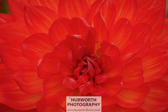 2015 RHS Tatton -118