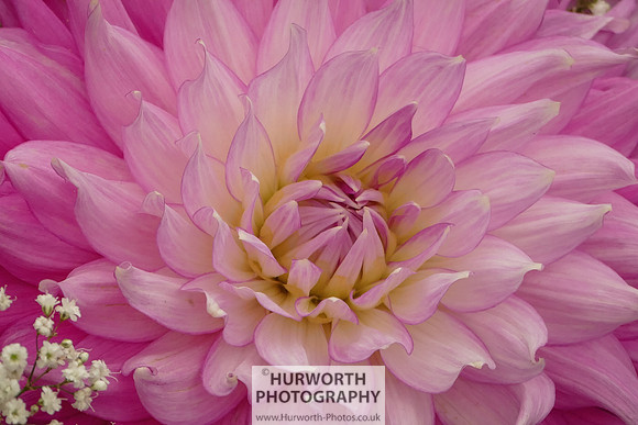 2015 RHS Tatton -120