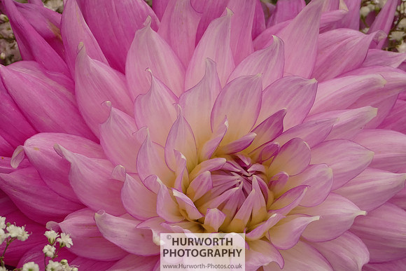 2015 RHS Tatton -121