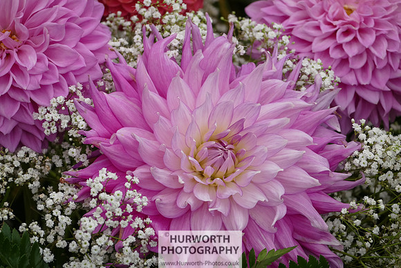 2015 RHS Tatton -119