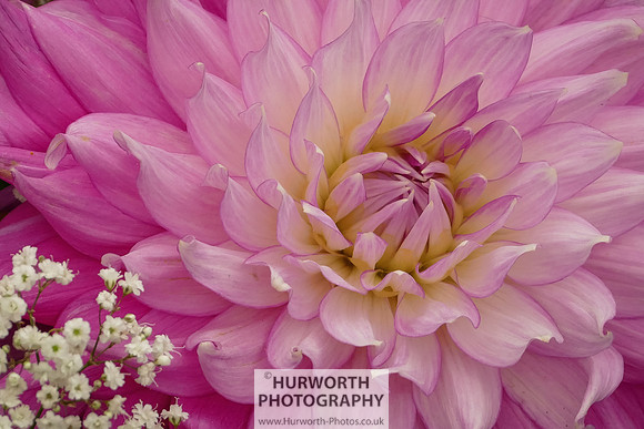 2015 RHS Tatton -122