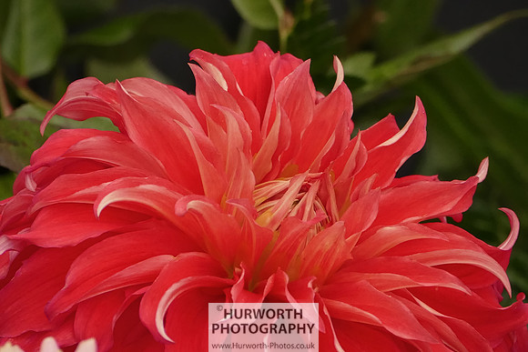 2015 RHS Tatton -123