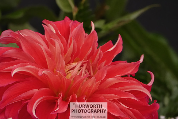 2015 RHS Tatton -124