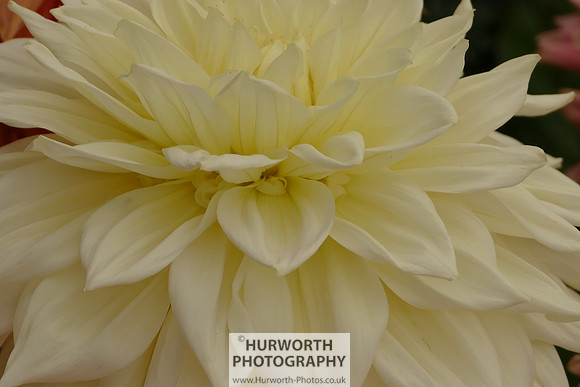 2015 RHS Tatton -128