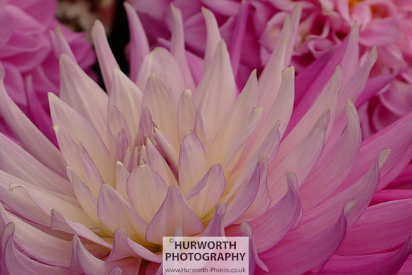 2015 RHS Tatton -130