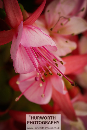 2015 RHS Tatton -132