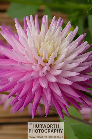 2015 RHS Tatton -131