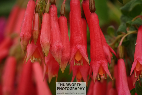 2015 RHS Tatton -133