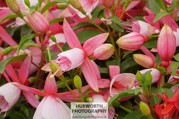 2015 RHS Tatton -134