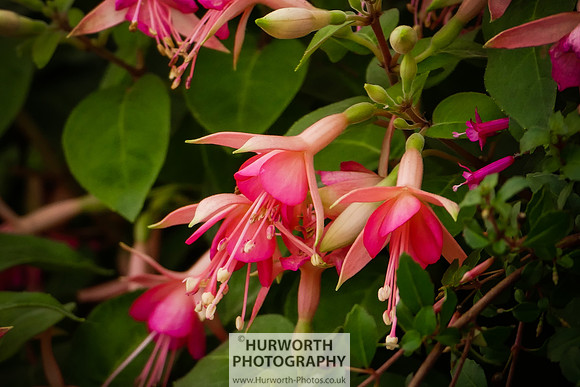 2015 RHS Tatton -135