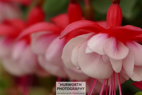 2015 RHS Tatton -136