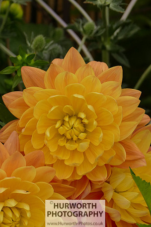 2015 RHS Tatton -126