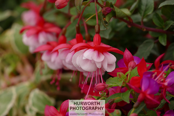 2015 RHS Tatton -137