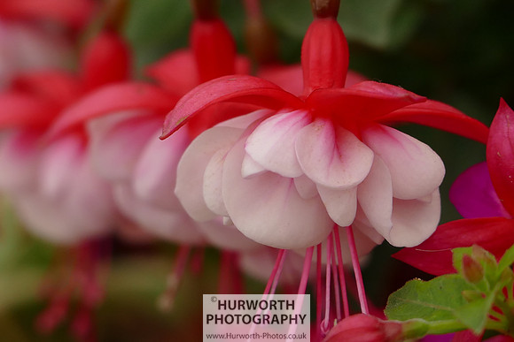 2015 RHS Tatton -138
